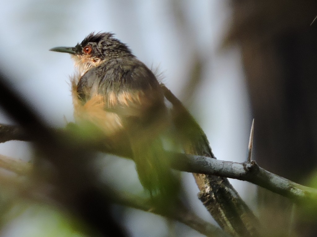 Ashy Prinia - Mahathi Narayanaswamy