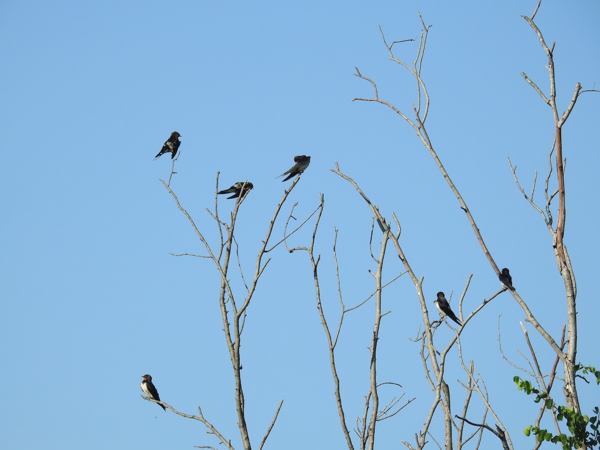Barn Swallow - Deepa Wimalasena