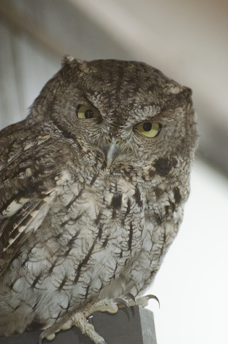 Western Screech-Owl - ML120169741