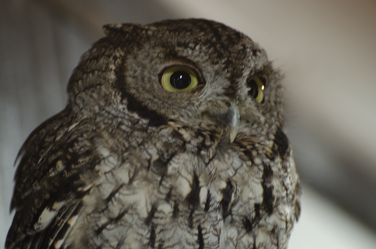 Western Screech-Owl - ML120169861