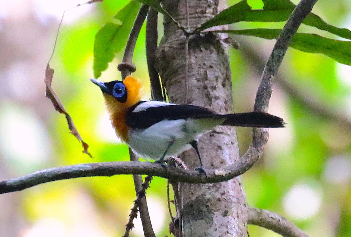 Ochre-collared Monarch - ML120170311