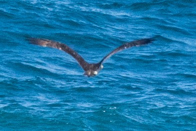 Águila Pescadora - ML120170841