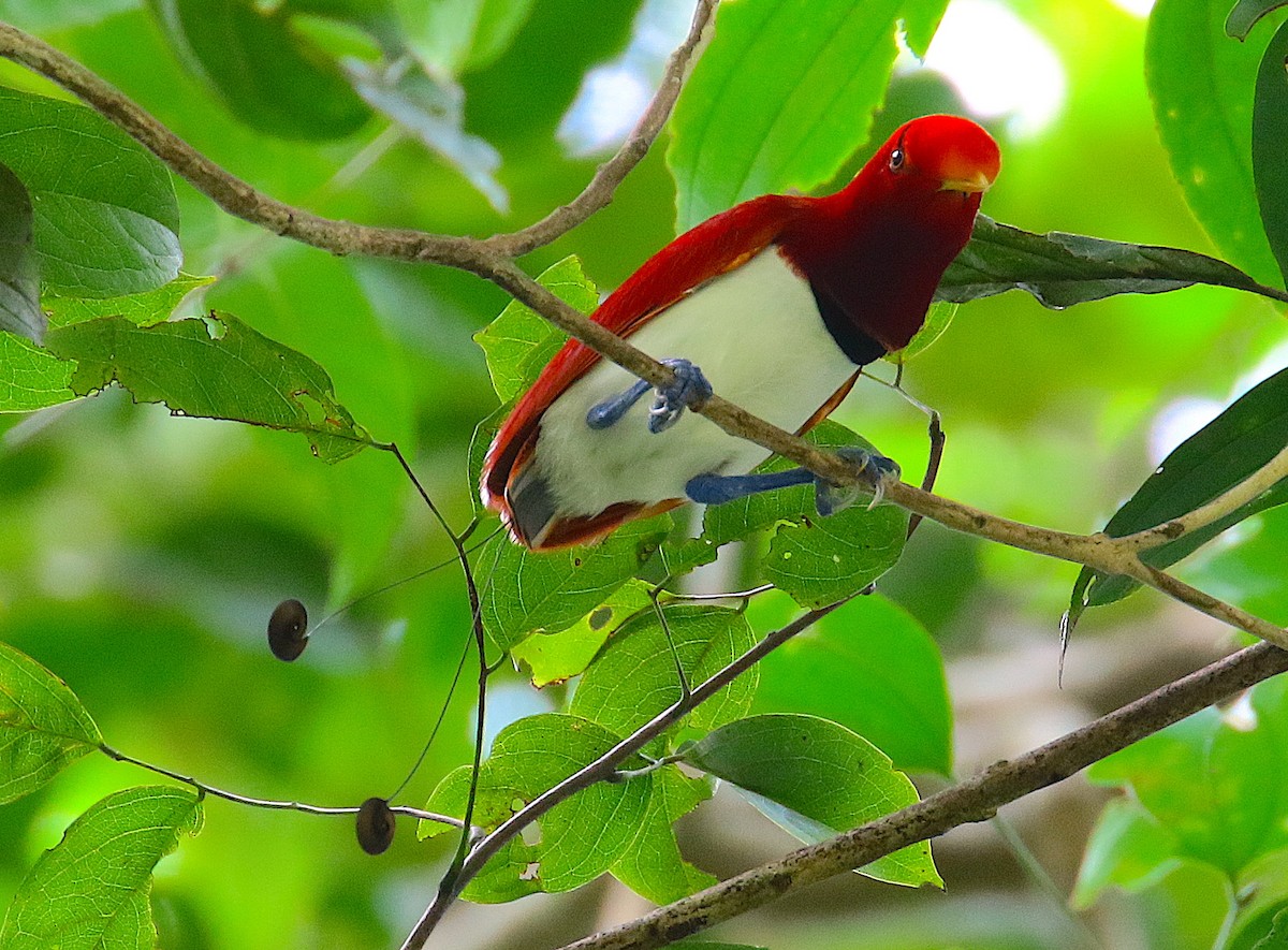 King Bird-of-Paradise - ML120171371