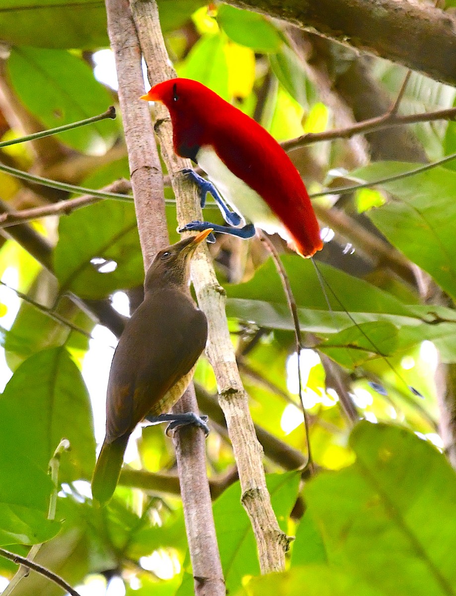 King Bird-of-Paradise - ML120171421