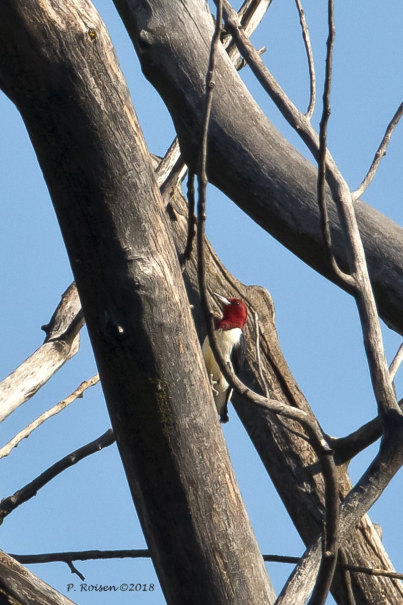 Pic à tête rouge - ML120172451