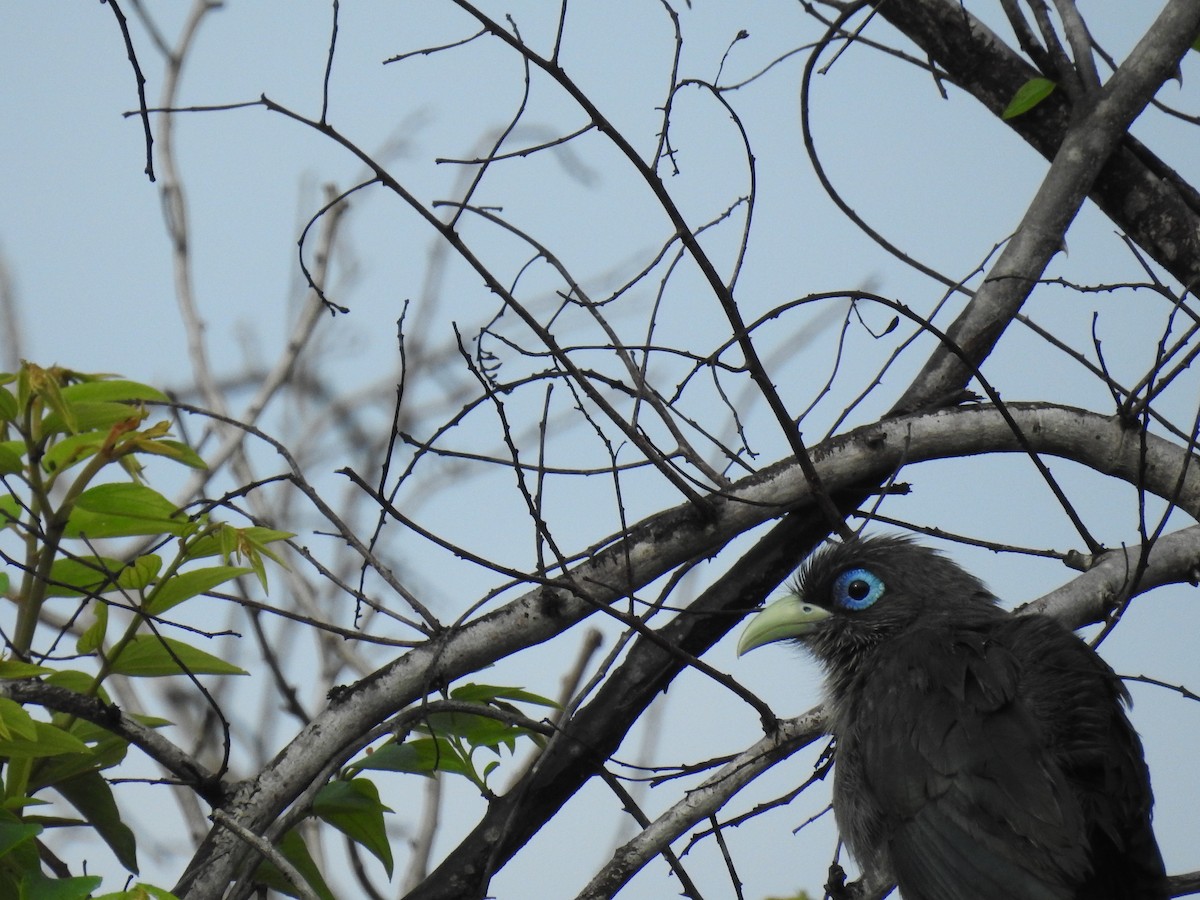 Blue-faced Malkoha - ML120173651