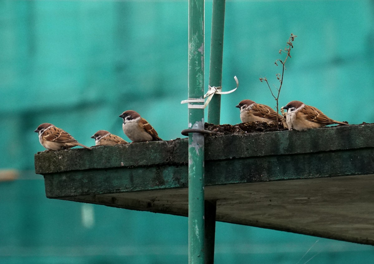 Eurasian Tree Sparrow - ML120174571
