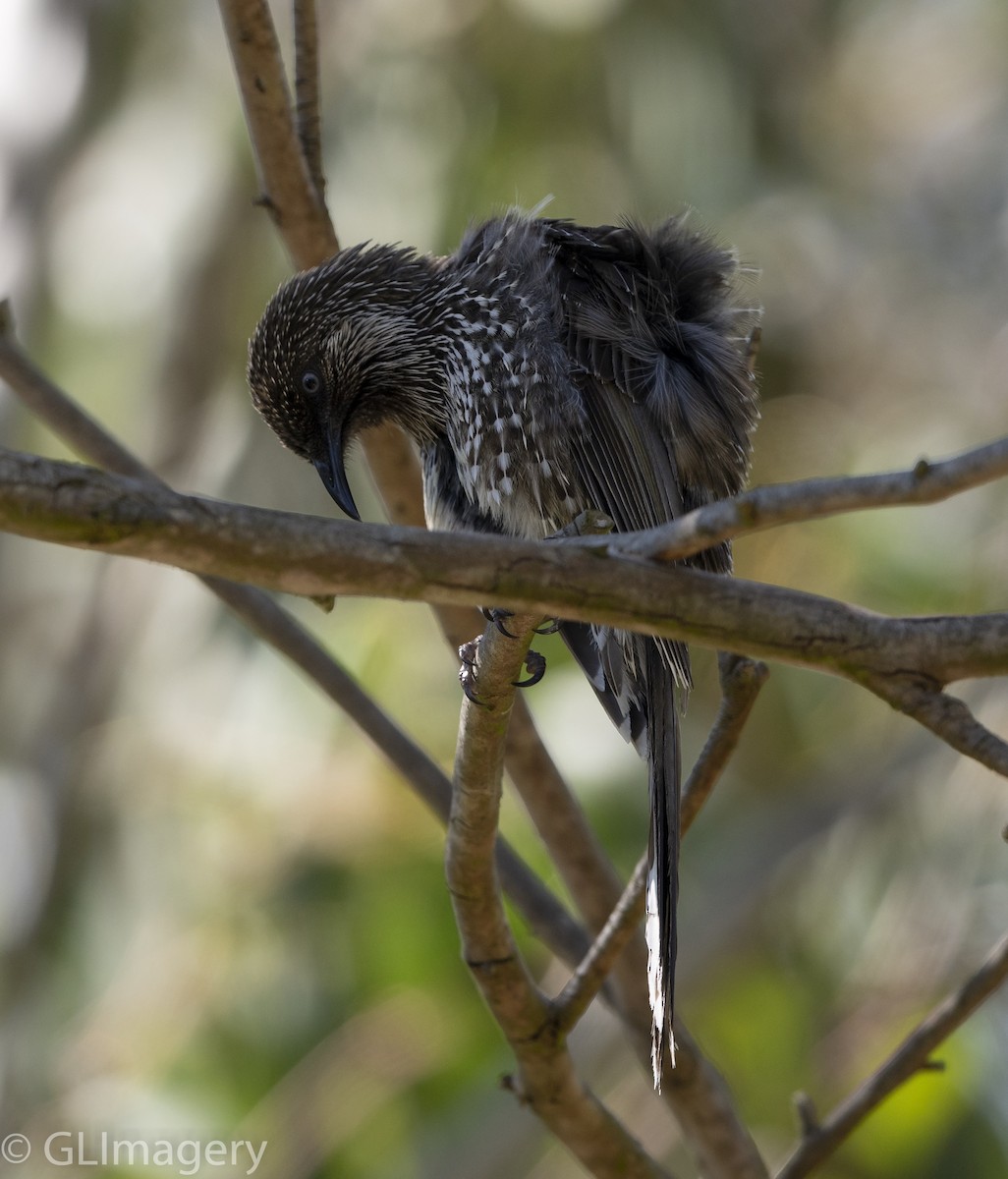 Little Wattlebird - ML120174961