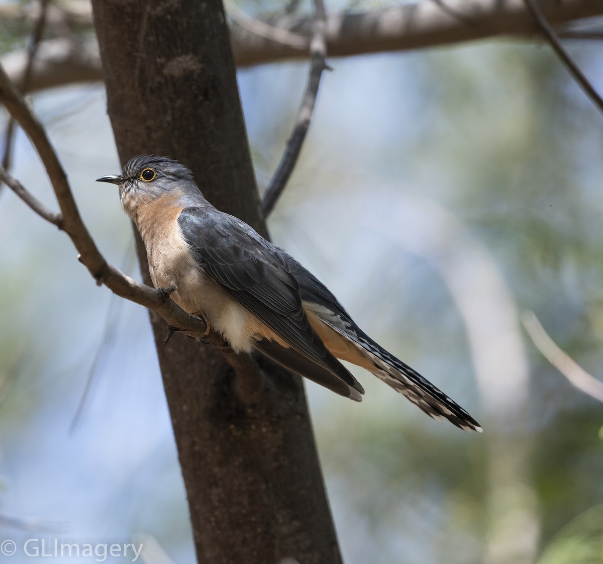 Fan-tailed Cuckoo - ML120175181