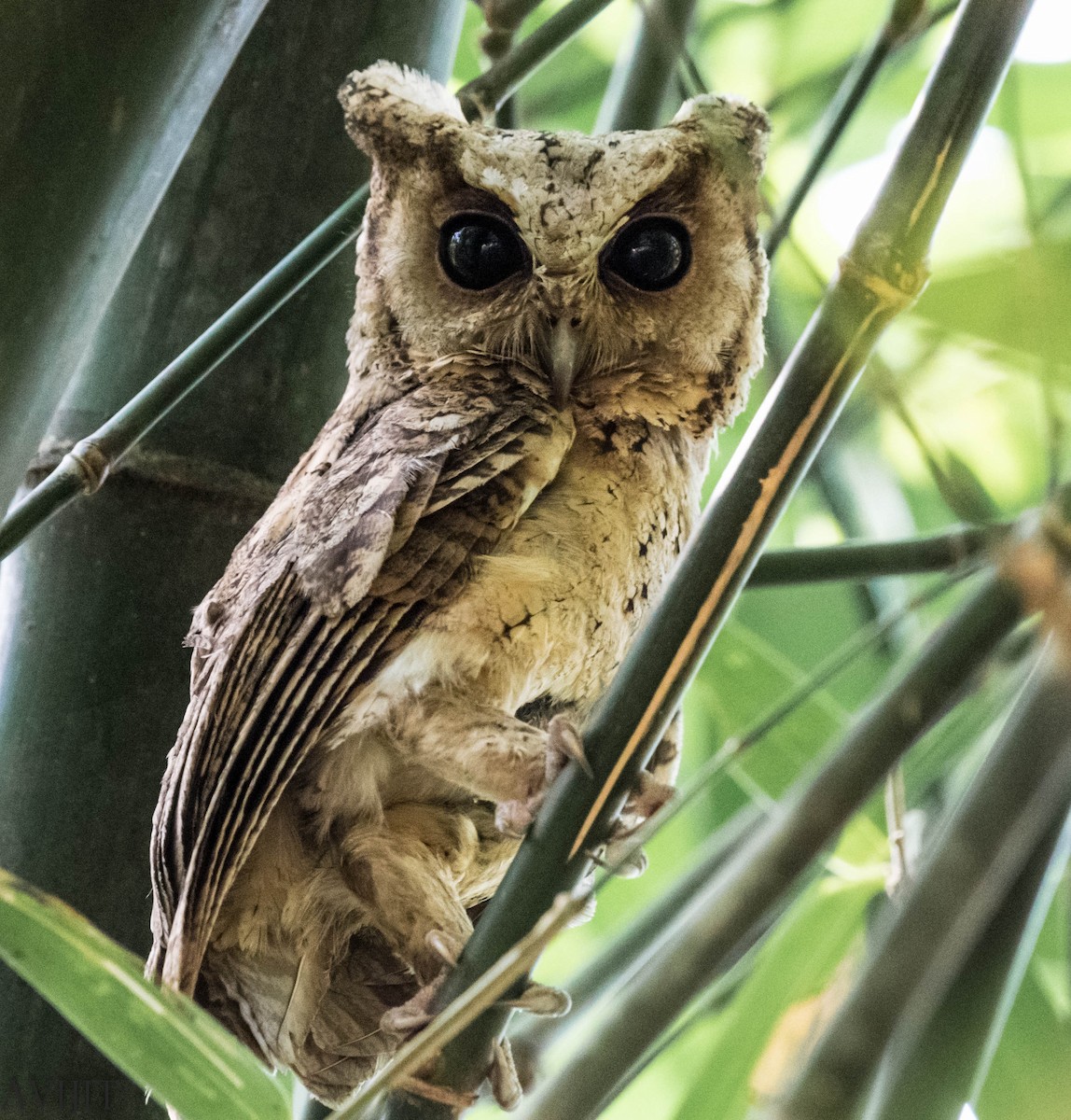 Indian Scops-Owl - Avijit Ghorai