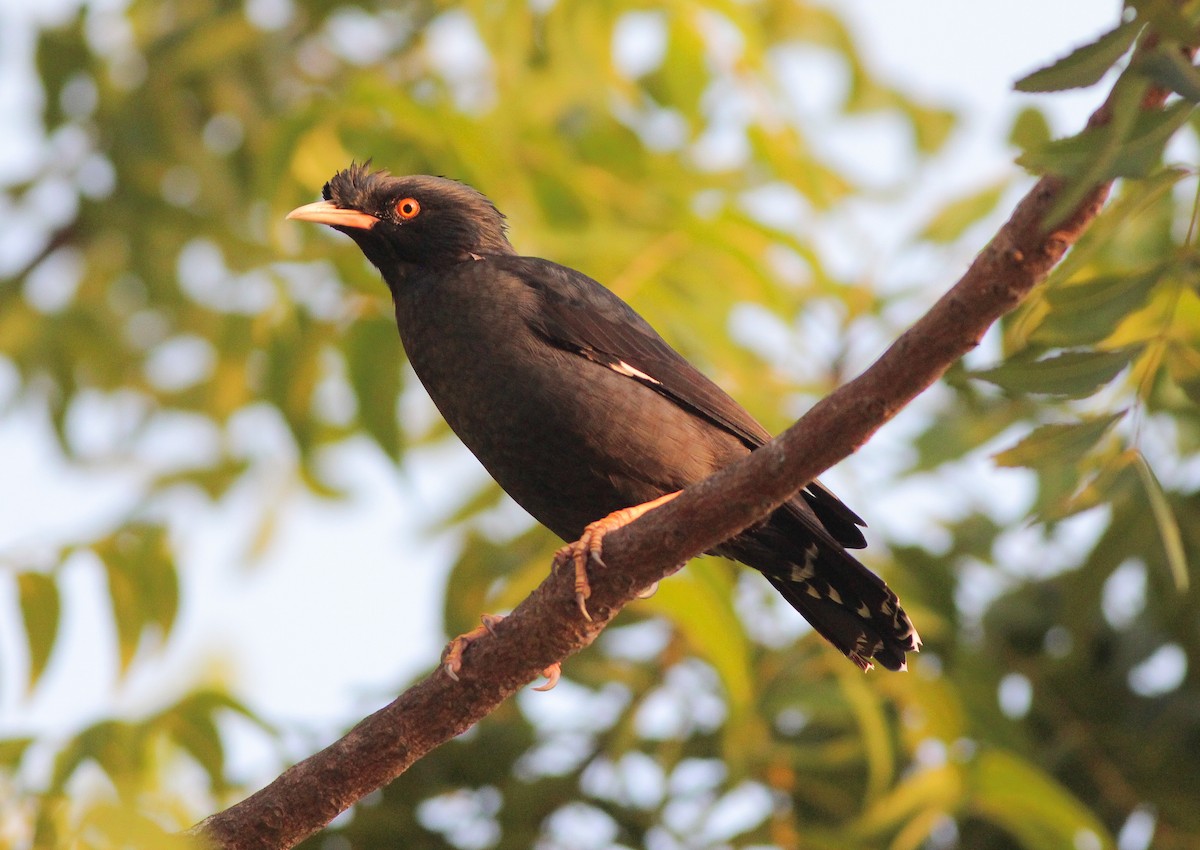 Crested Myna - Neoh Hor Kee