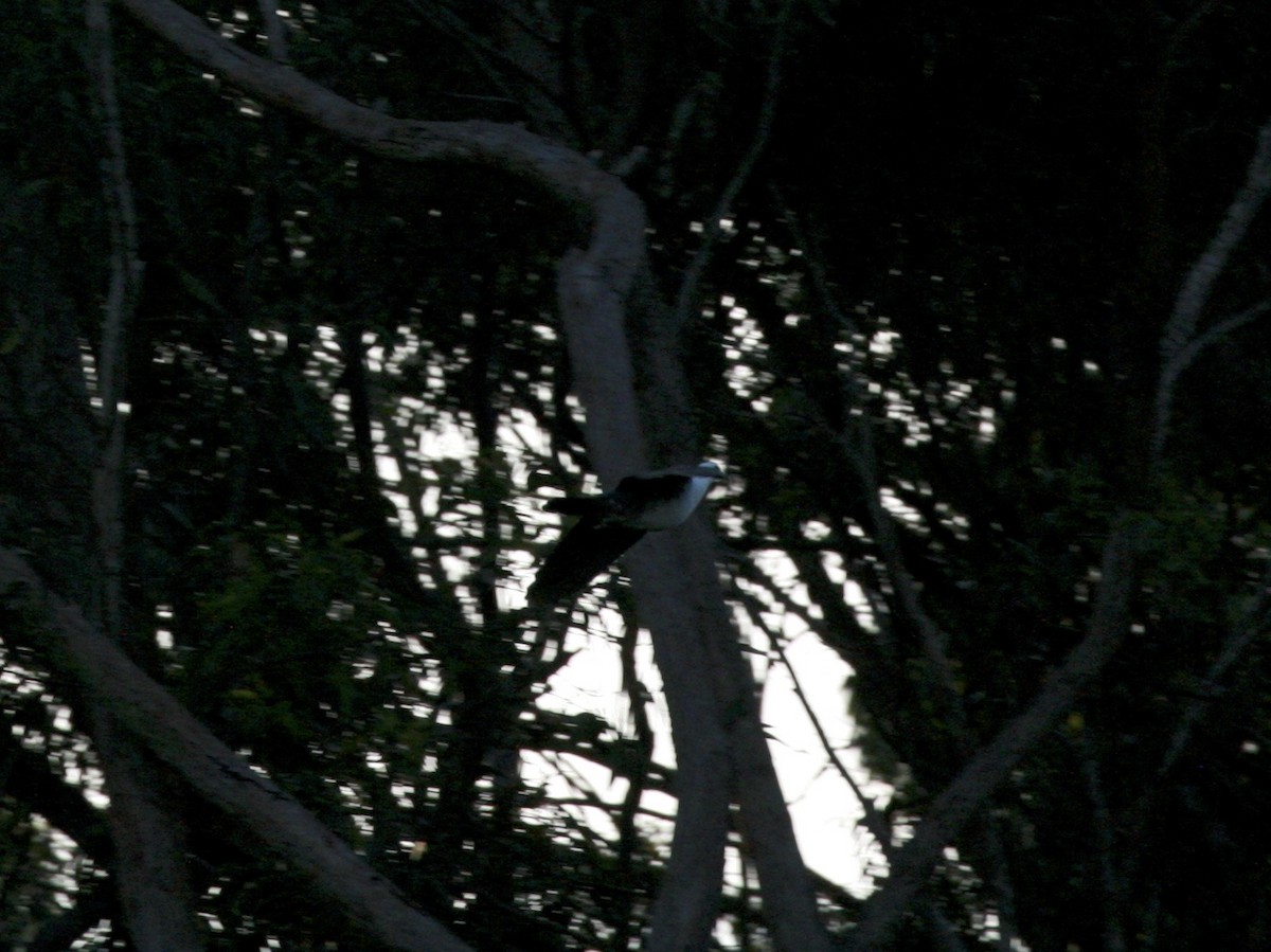 holub běloprsý - ML120178741