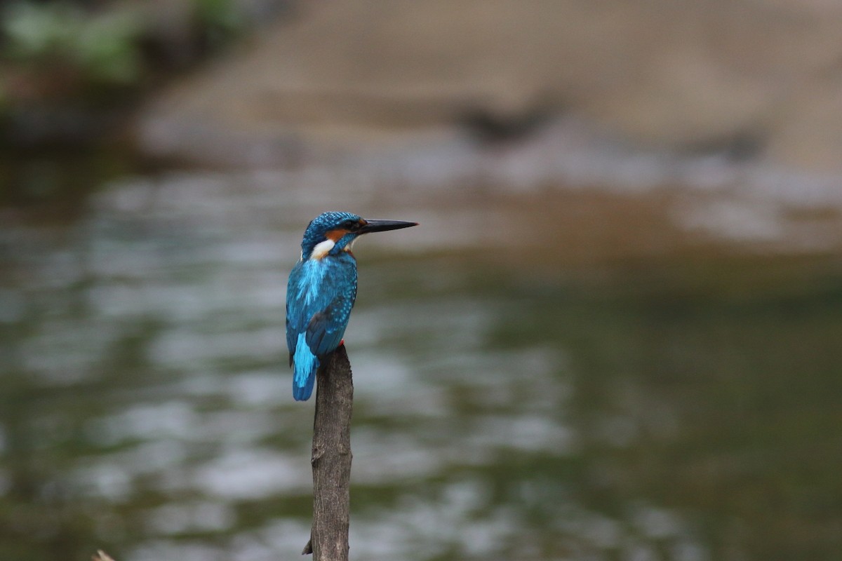 Common Kingfisher - Chinmay Rahane