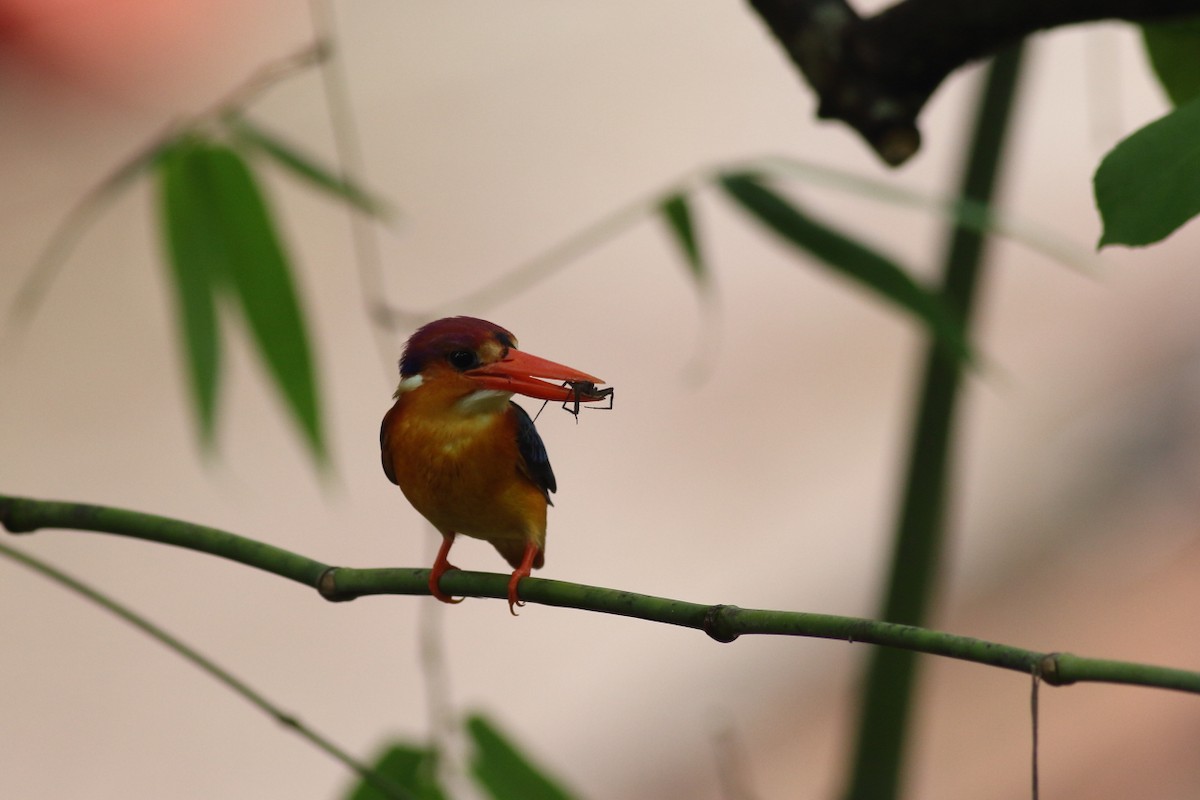 Black-backed Dwarf-Kingfisher - Chinmay Rahane