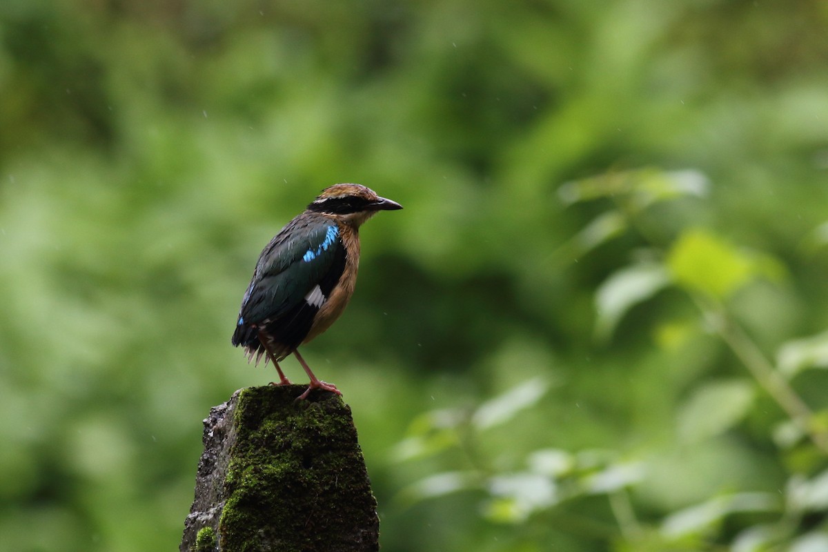 Indian Pitta - ML120180281