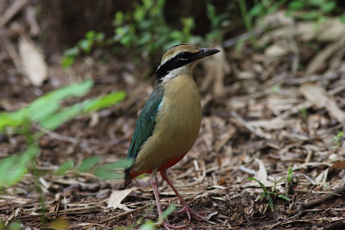 Indian Pitta - ML120180291