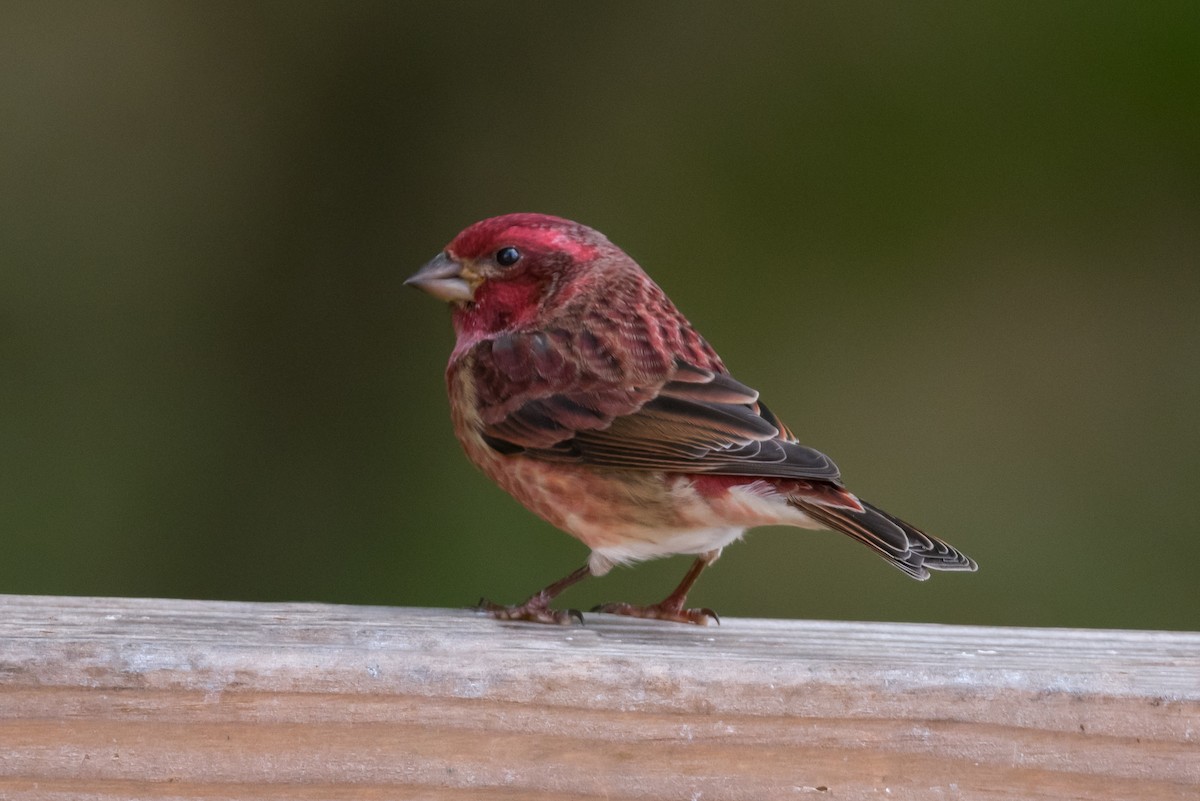 Purple Finch - Mary Fredenburgh