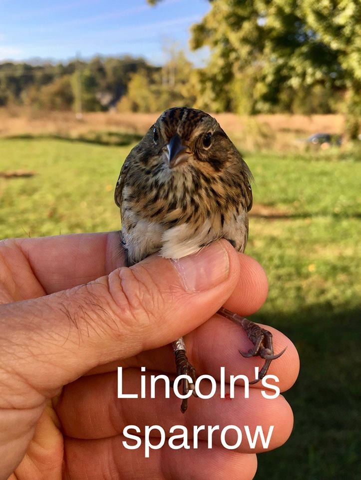 Lincoln's Sparrow - Billie Cantwell