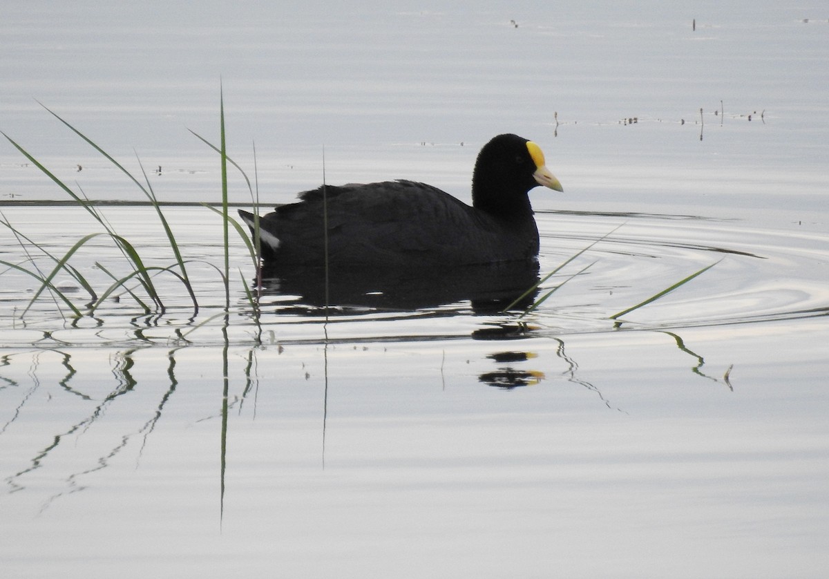 White-winged Coot - ML120183731