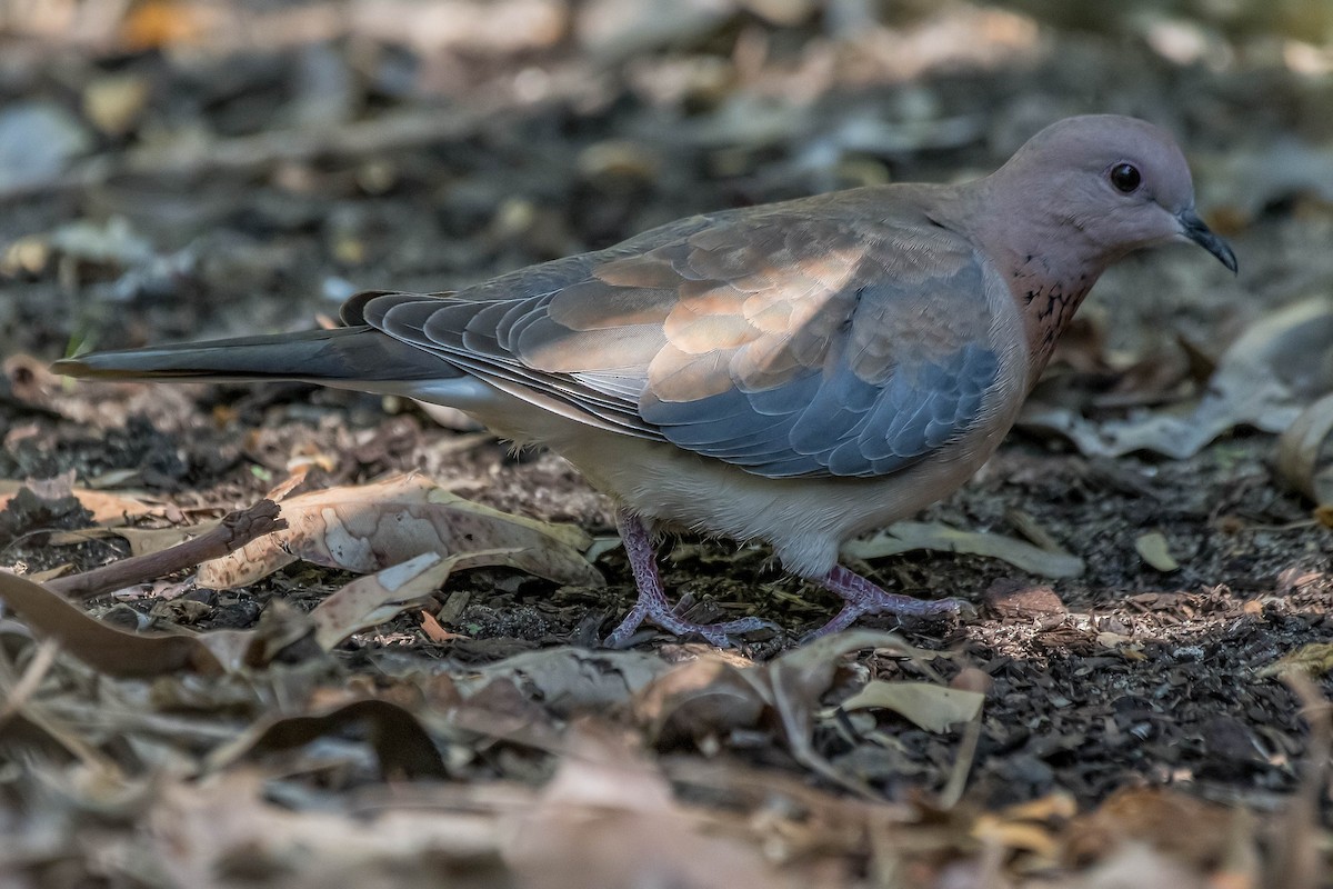 Laughing Dove - Terence Alexander