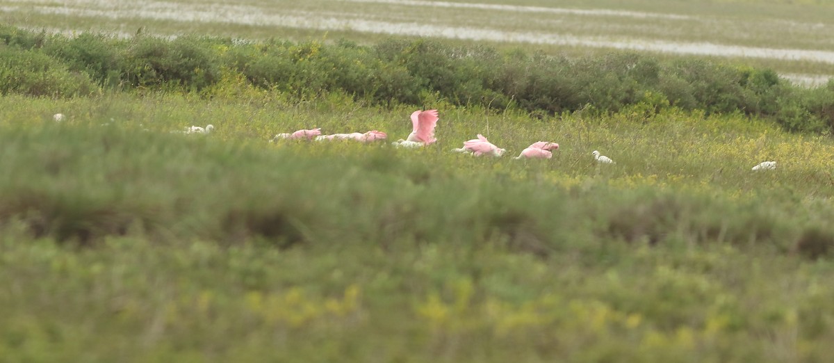 Roseate Spoonbill - ML120187301