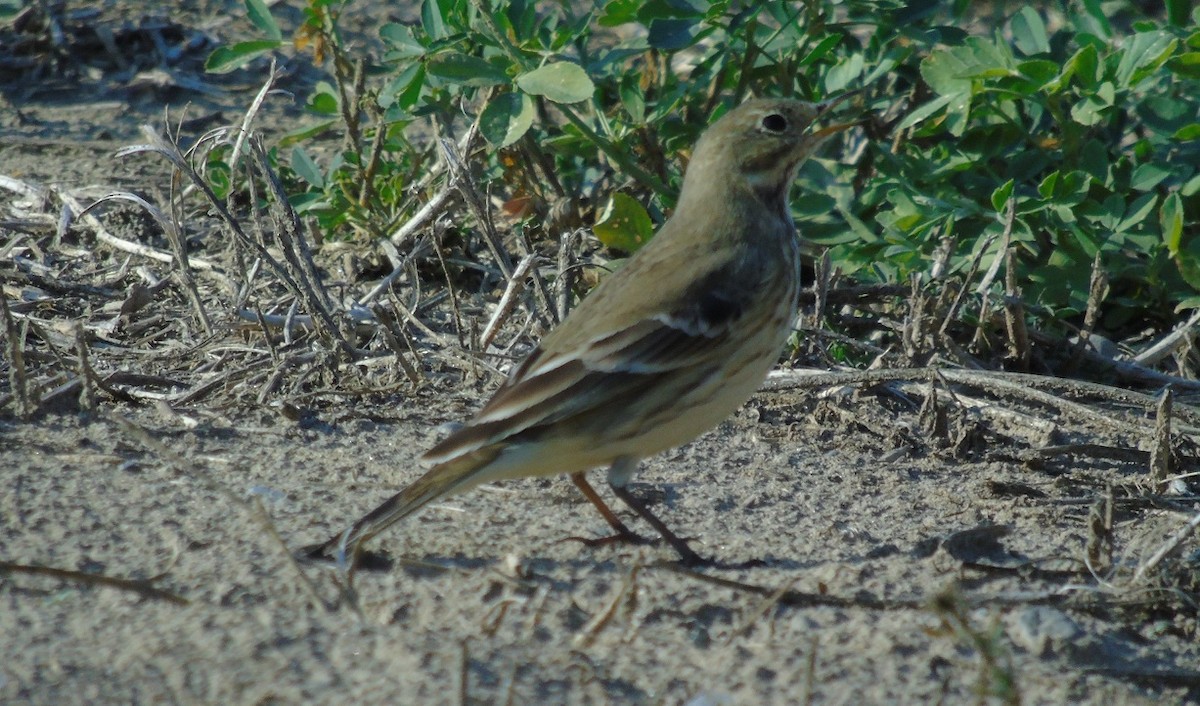 American Pipit - ML120188601