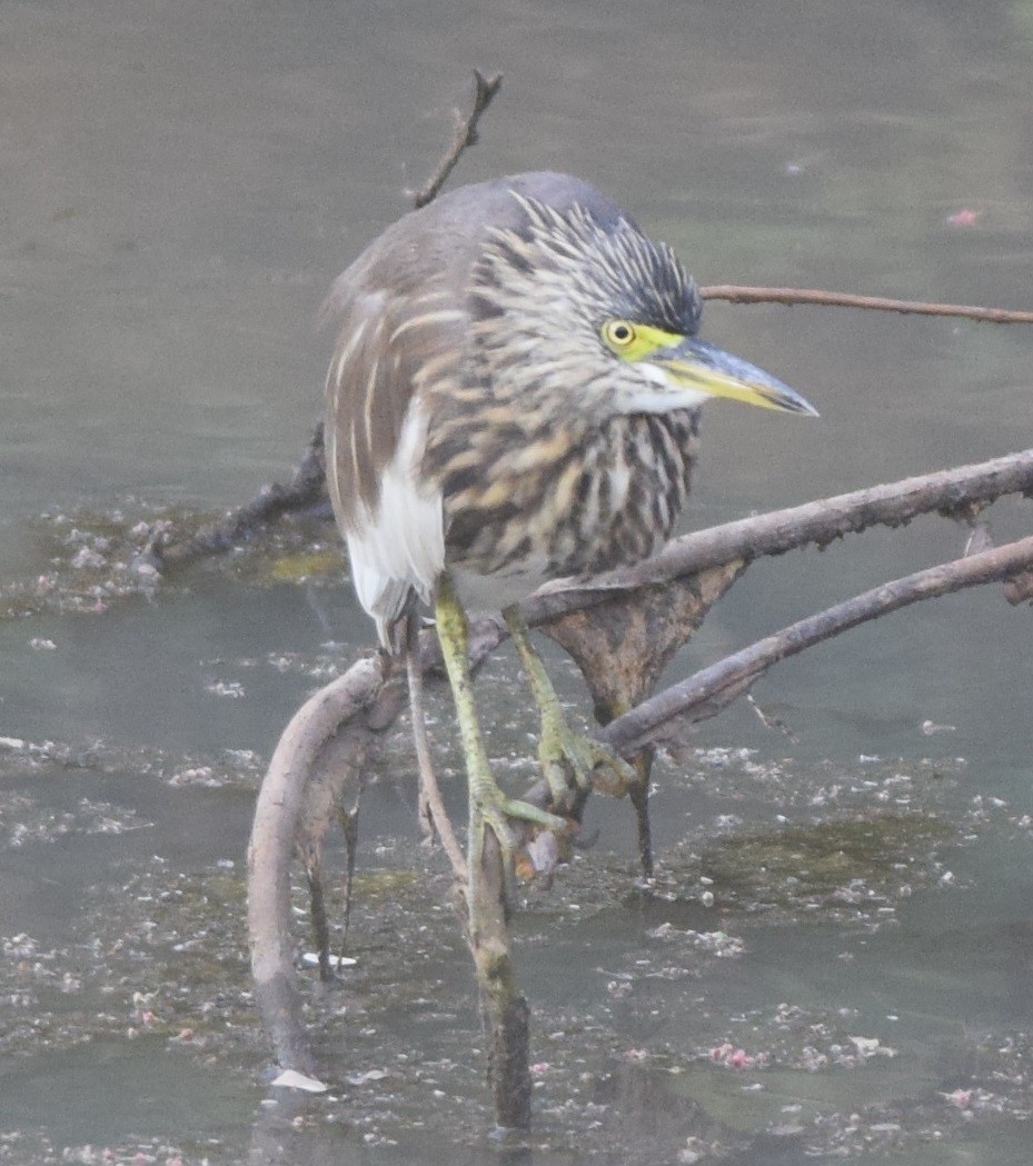 Indian Pond-Heron - Hareesha AS