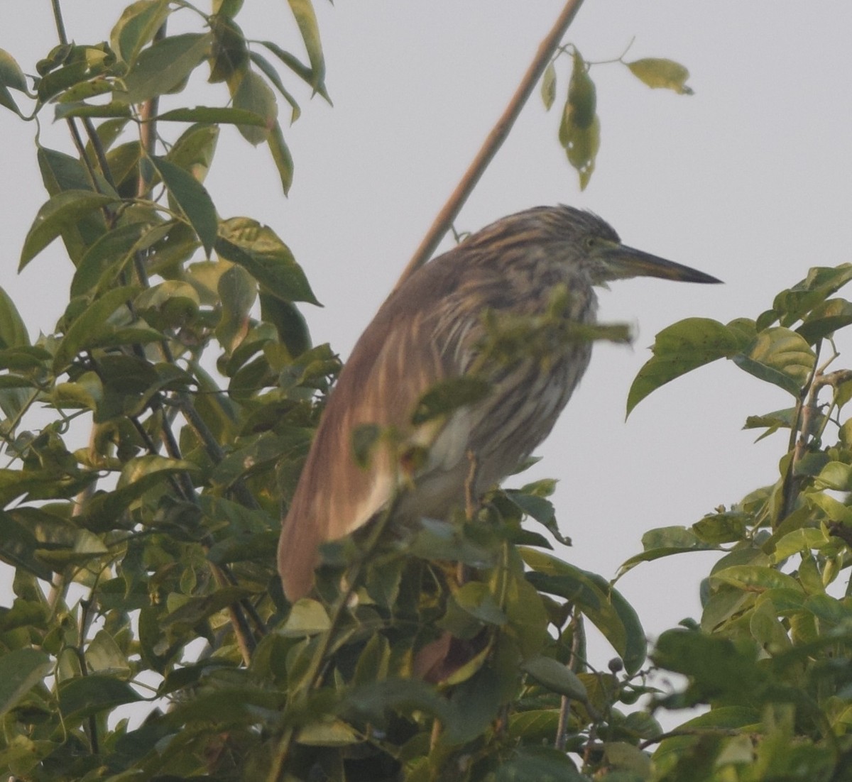 Indian Pond-Heron - Hareesha AS