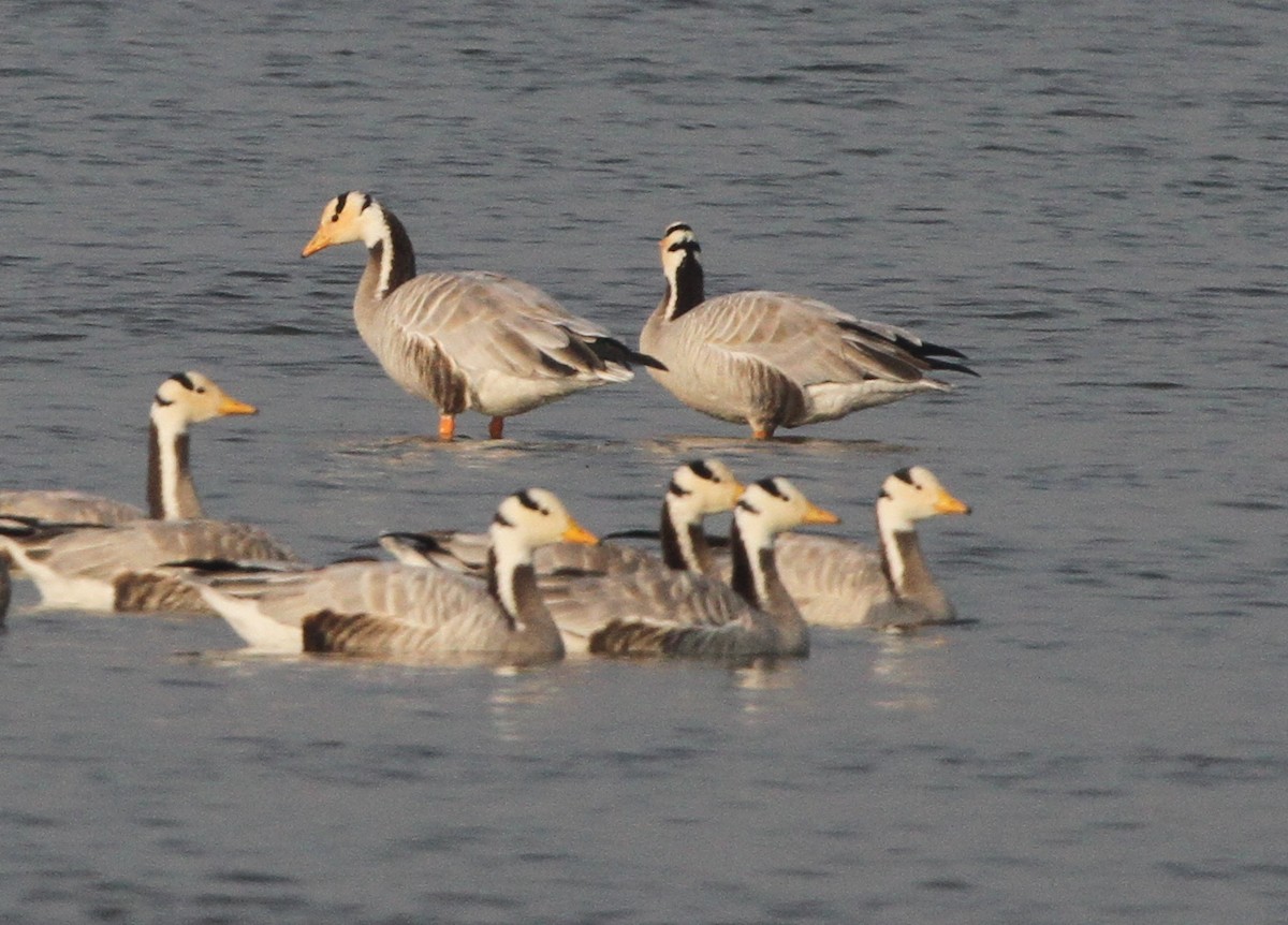 Bar-headed Goose - ML120191101