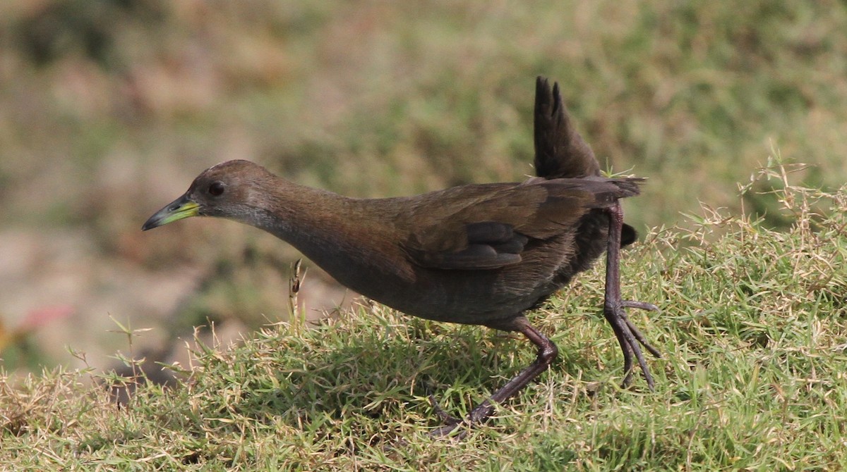 Brown Crake - ML120191111