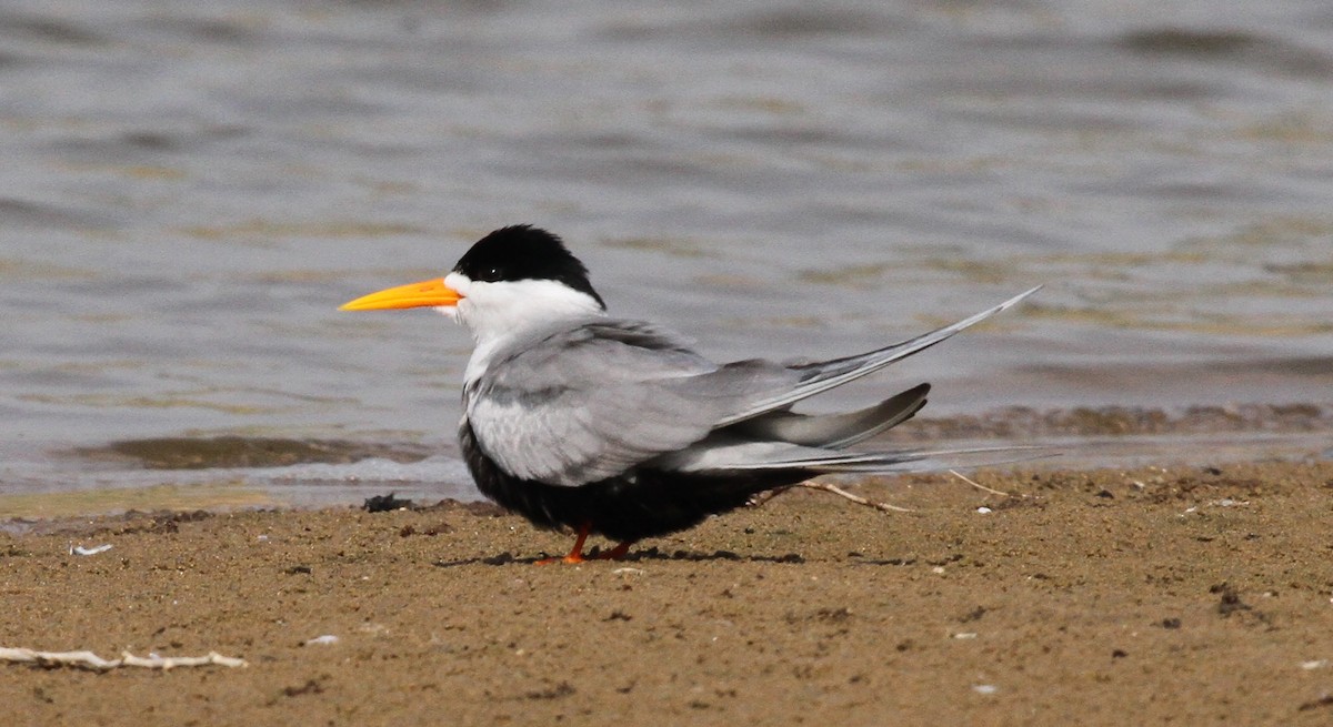Black-bellied Tern - ML120191131