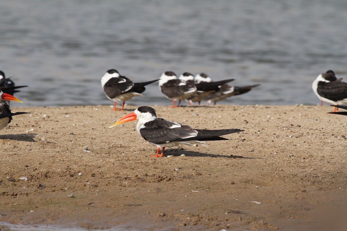 Indian Skimmer - ML120191541