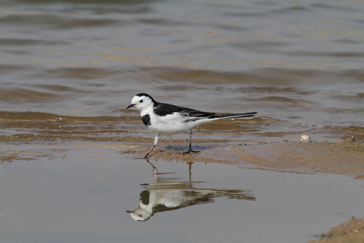 White Wagtail - ML120191691