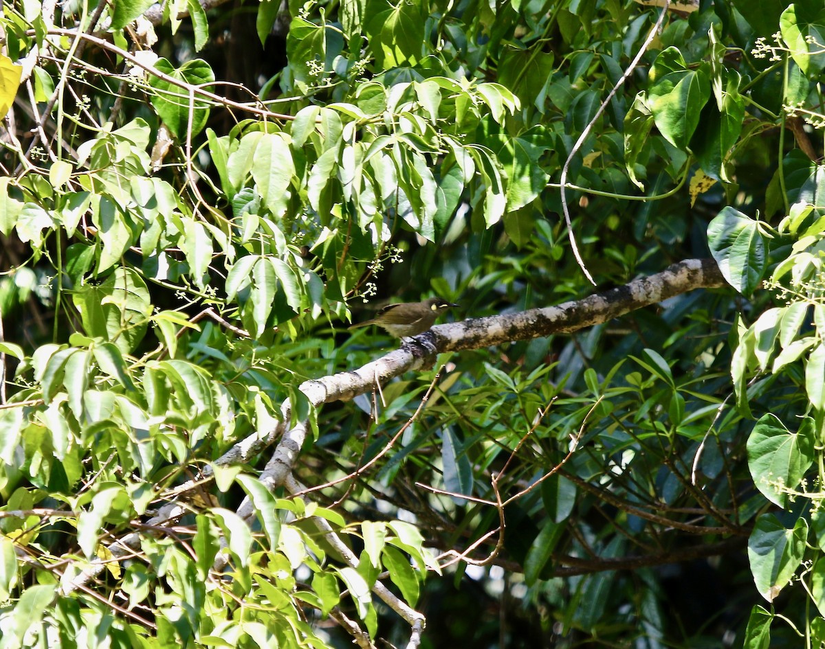 Yellow-spotted Honeyeater - ML120192081