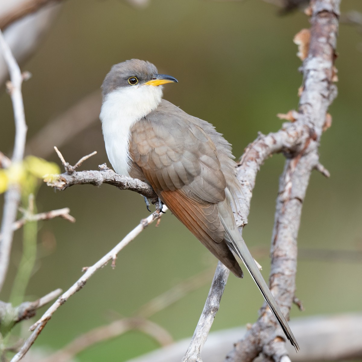 Yellow-billed Cuckoo - ML120197471