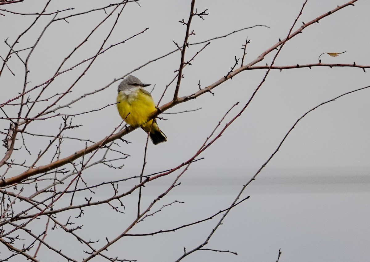 Western Kingbird - Gale VerHague