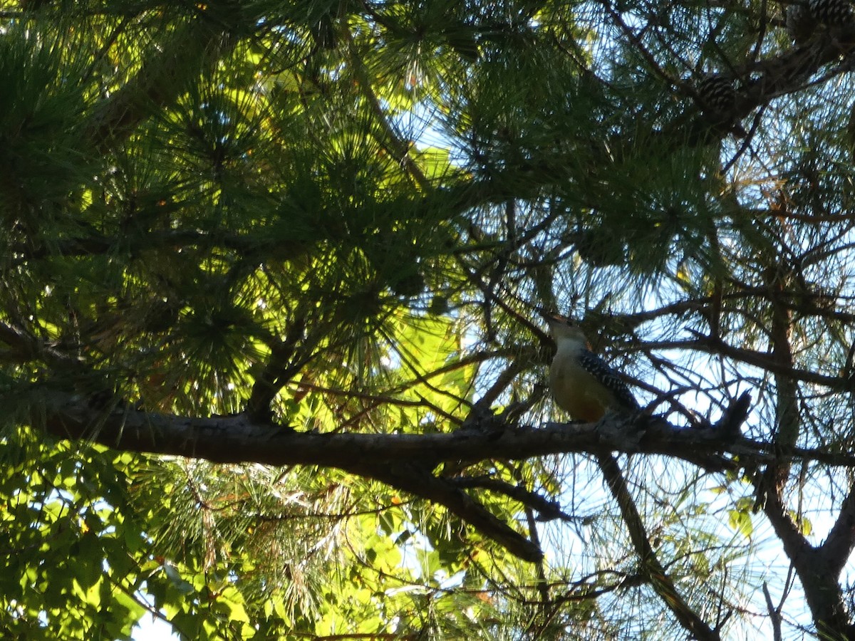 Red-bellied Woodpecker - Laurie Koepke