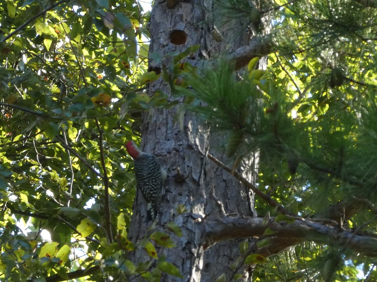 Red-bellied Woodpecker - Laurie Koepke