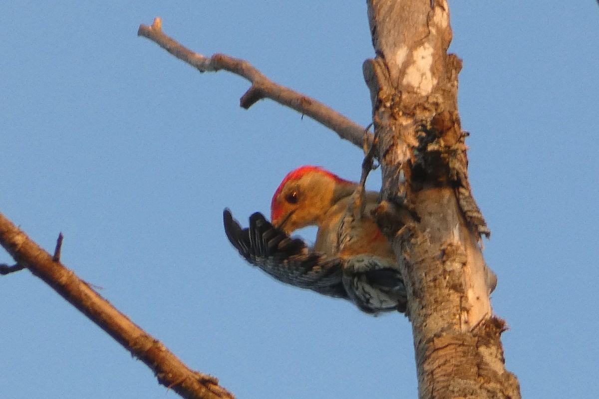 Red-bellied Woodpecker - Laurie Koepke