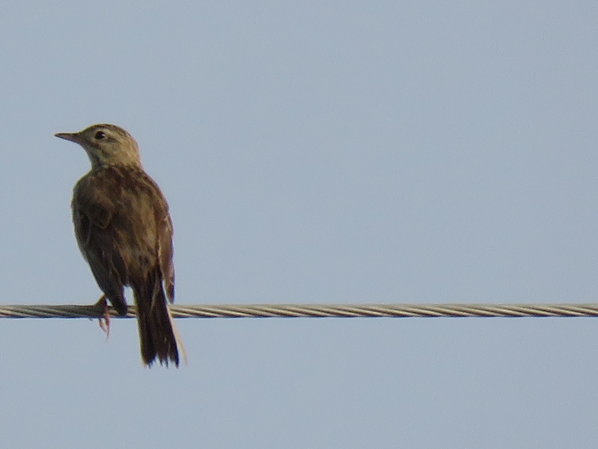 Anthus sp. - ML120199551