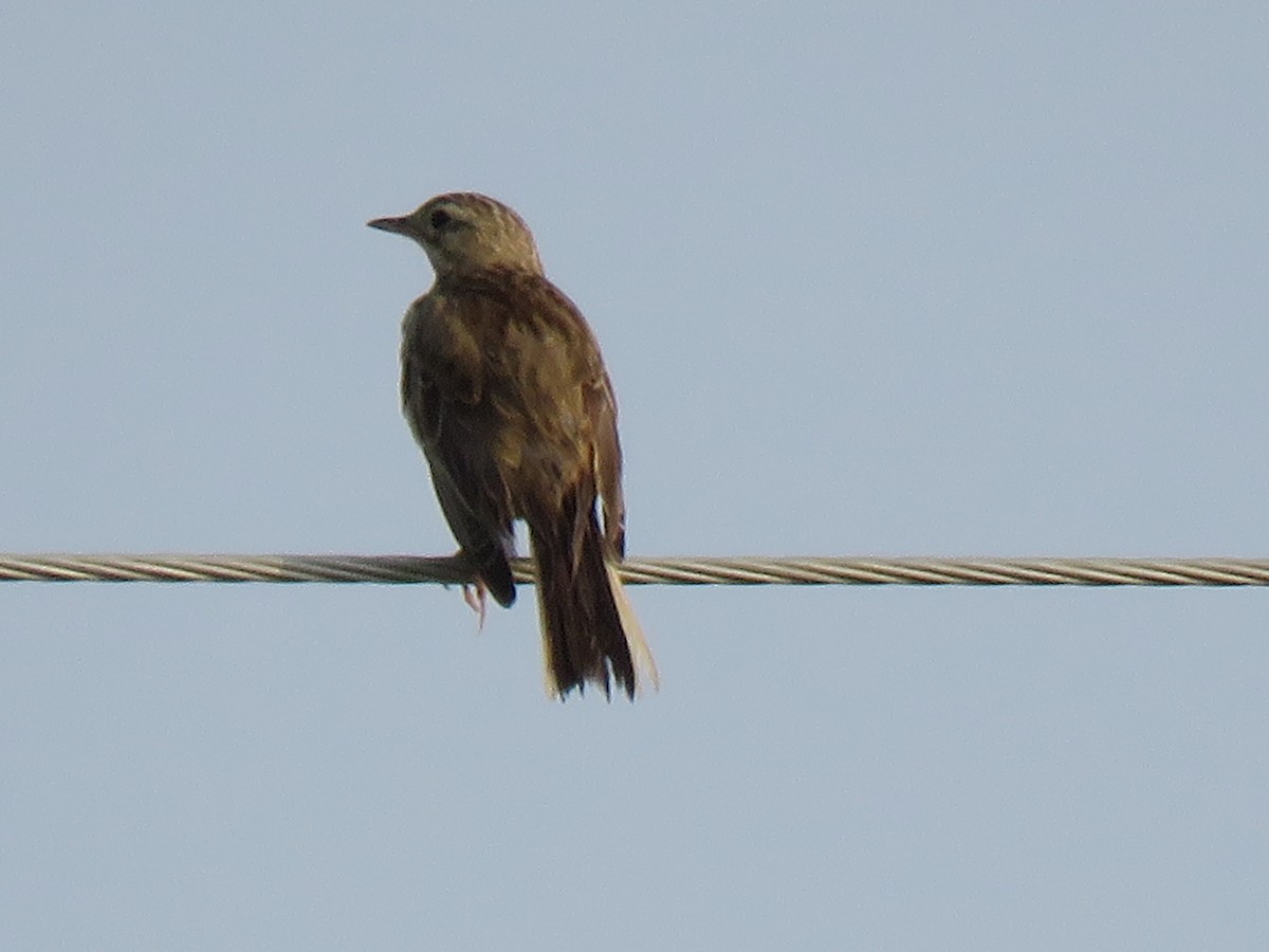 Anthus sp. - ML120199681