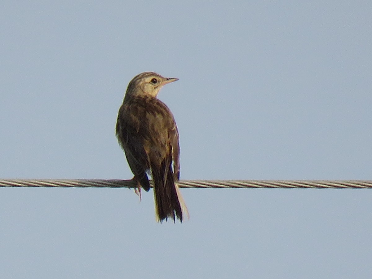 pipit sp. - ML120199691