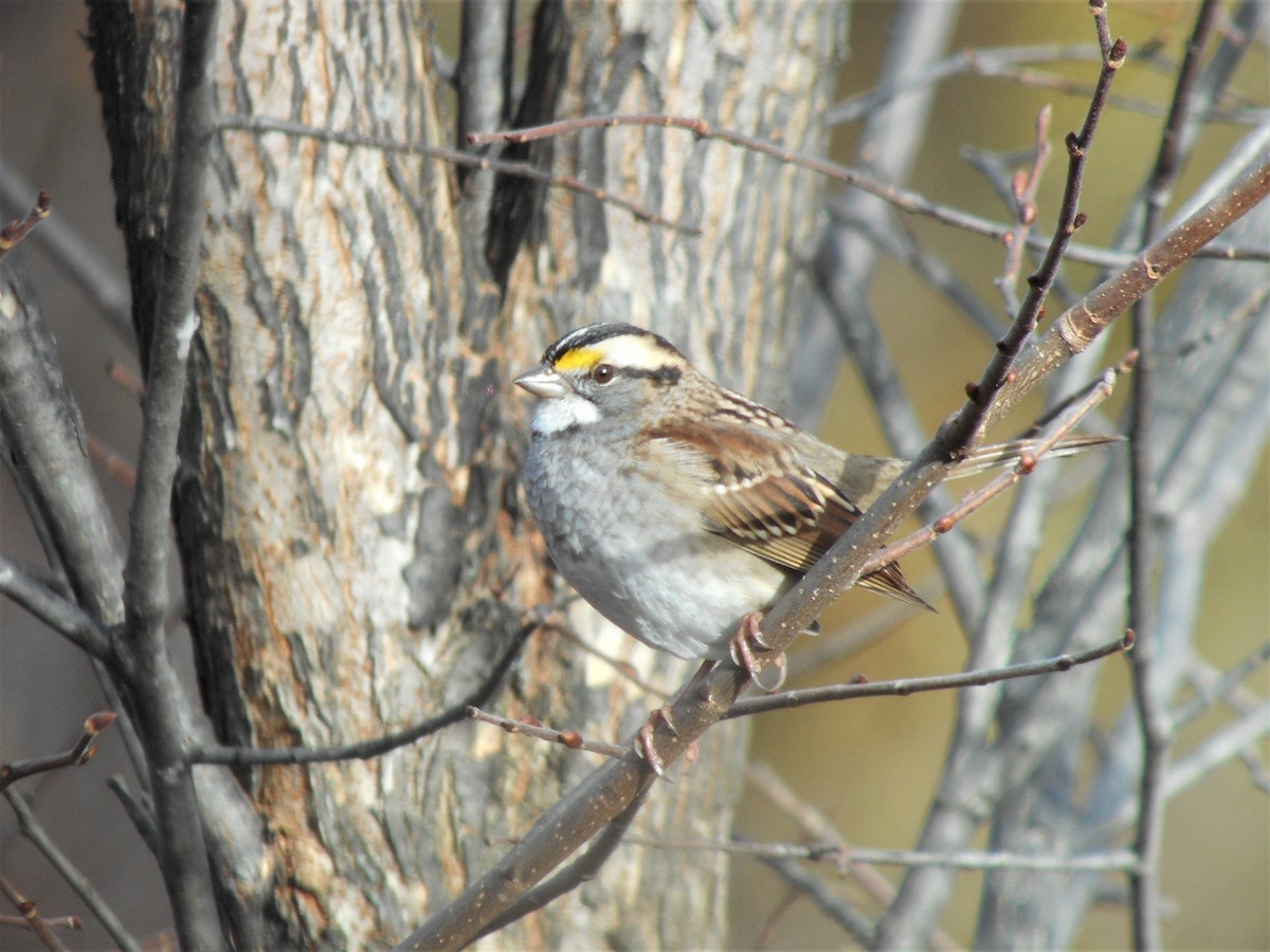 White-throated Sparrow - ML120199911