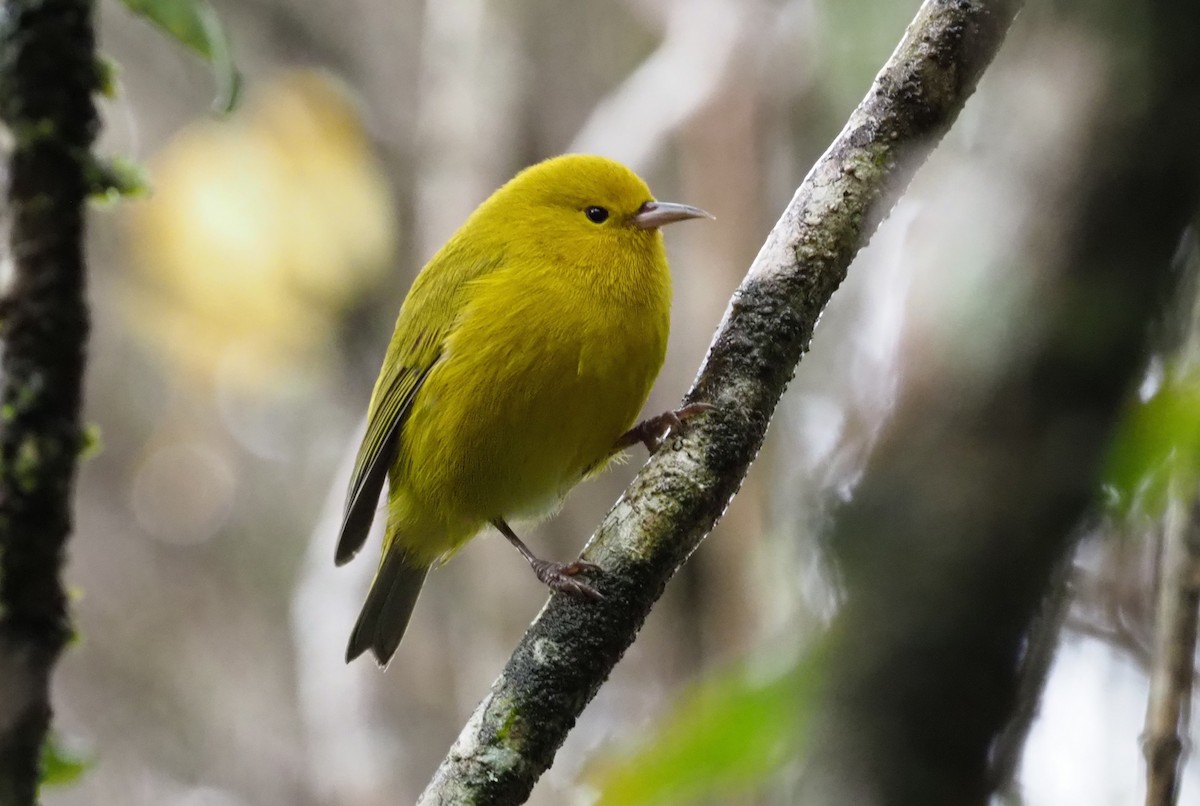 Anianiau - Stephan Lorenz / Rockjumper Birding Tours