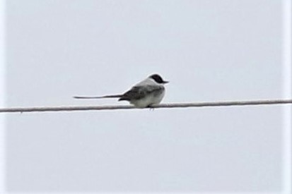 Fork-tailed Flycatcher - ML120202691