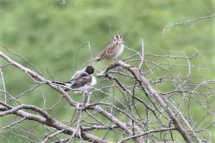 Fork-tailed Flycatcher - ML120202701