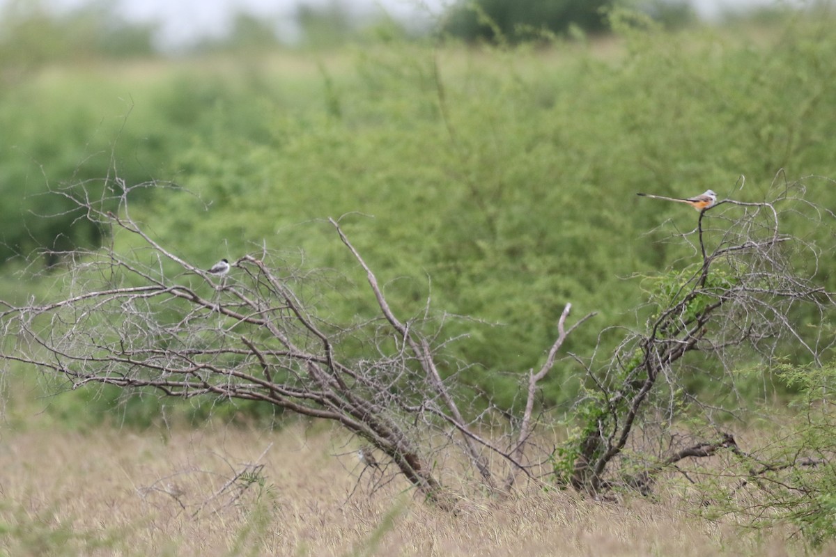 Fork-tailed Flycatcher - ML120202711