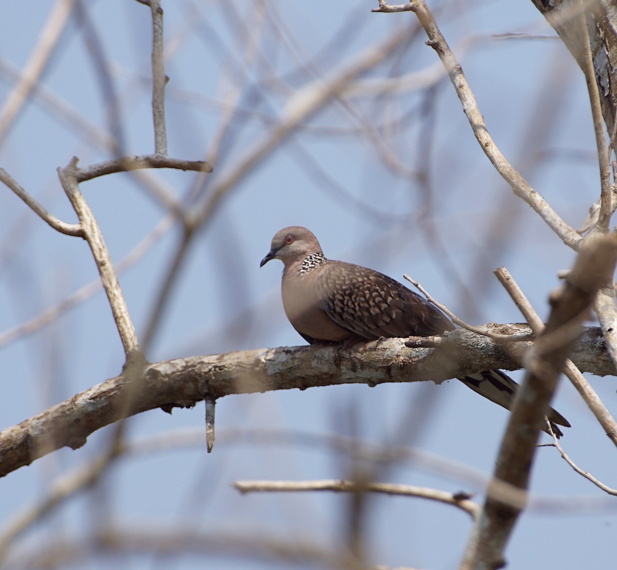 Spotted Dove - ML120204361