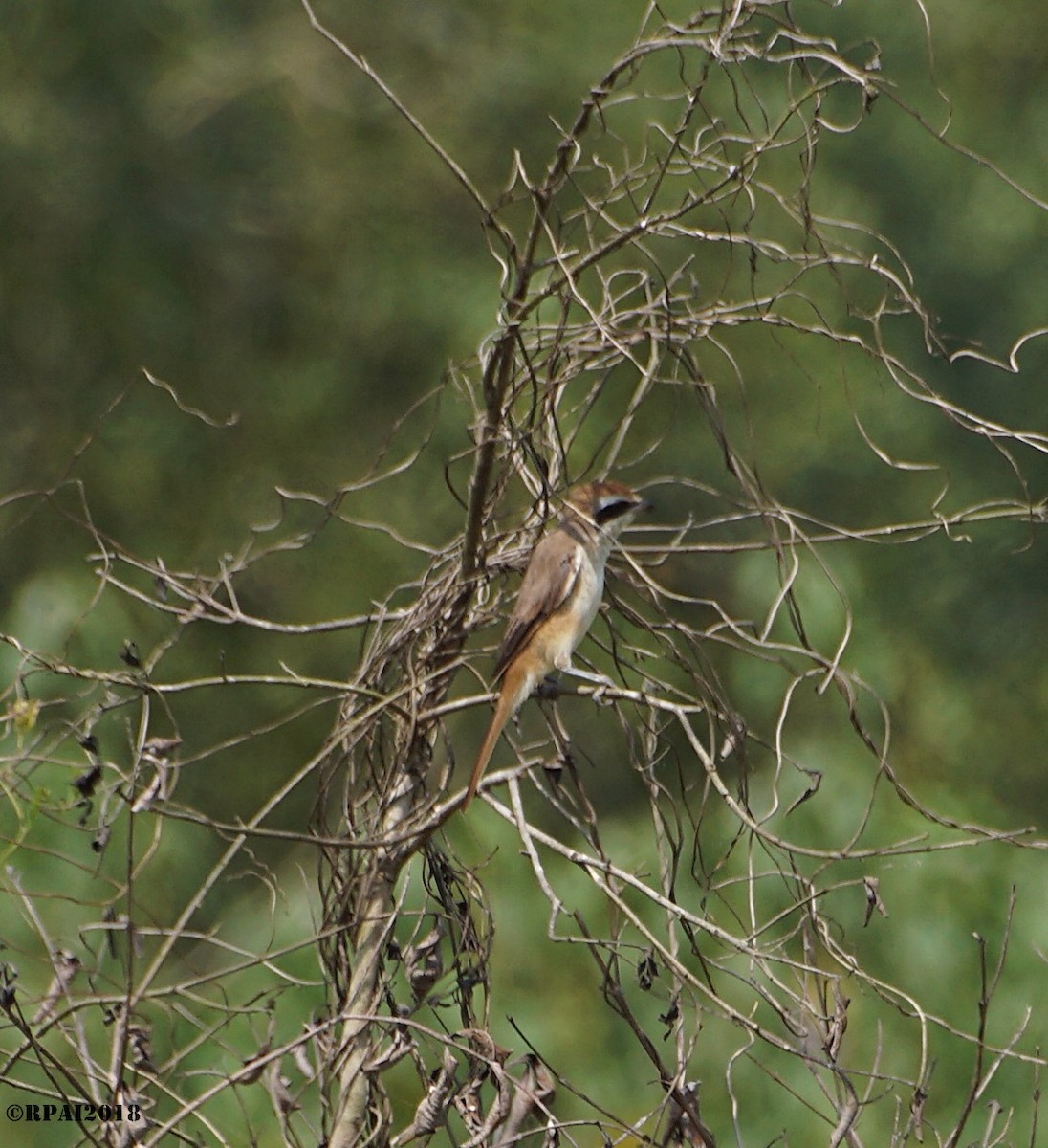 Brown Shrike - ML120204631