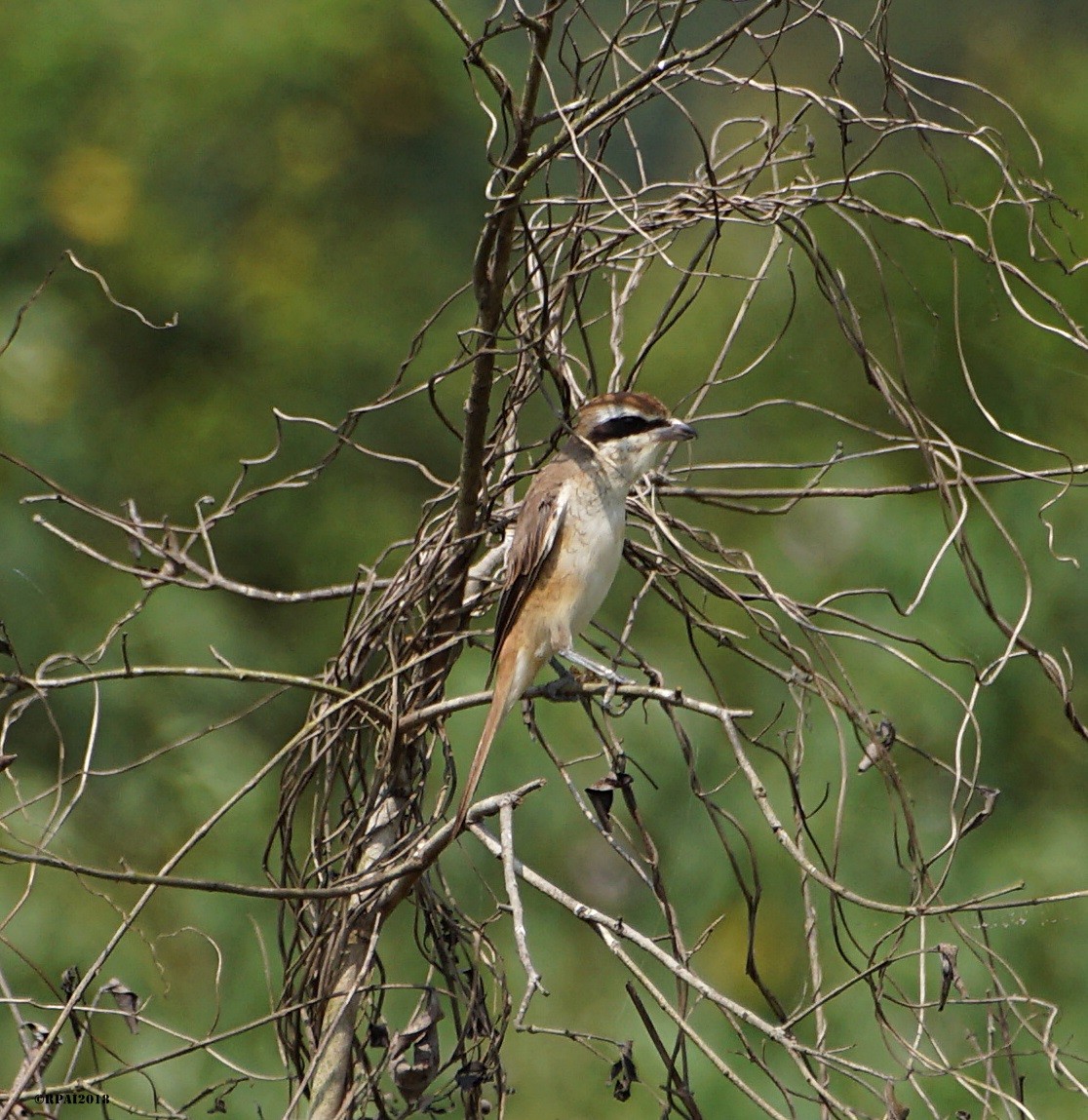 Brown Shrike - ML120204641